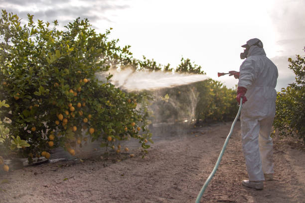 Best Affordable Pest Control Services  in Saginaw, TX